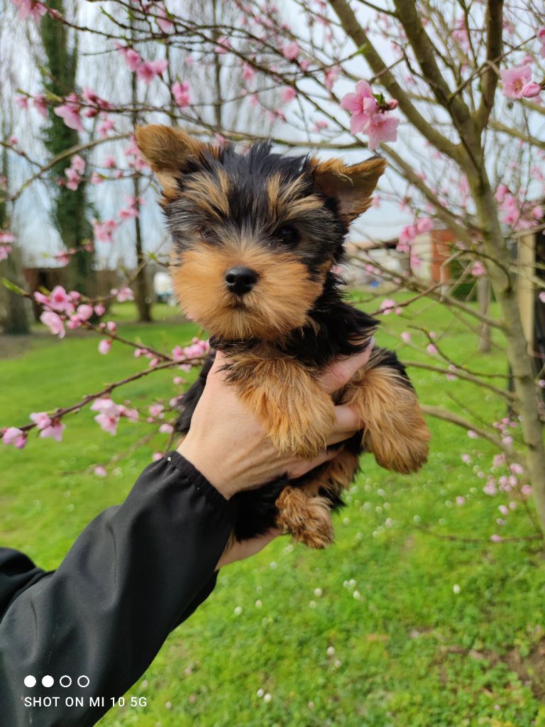 Chiot Yorkshire Terrier Du Domaine Des Jardins D'Entea